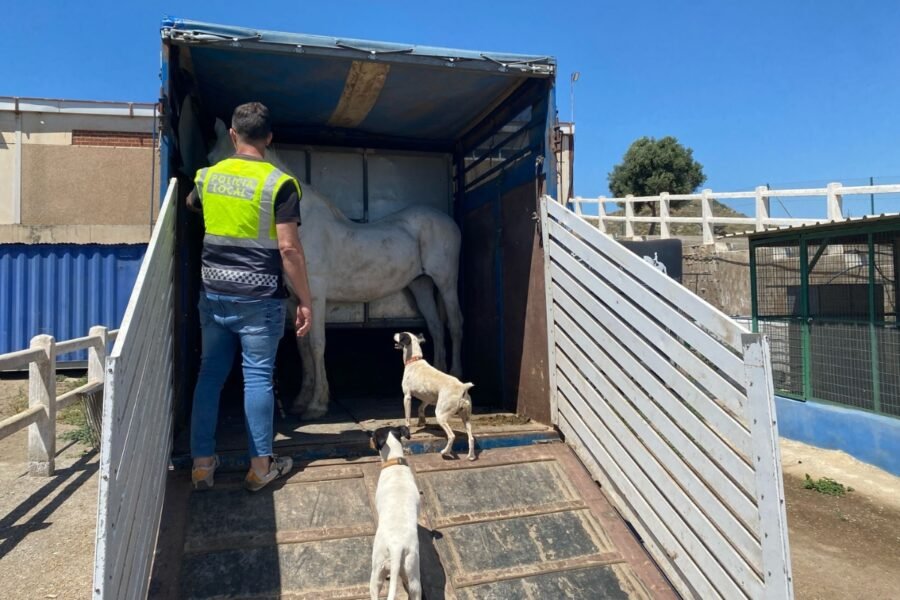 Policía Local rescata a cuatro caballos y un gallo en situación de abandono en Cartagena