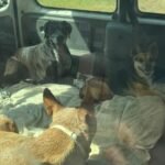 Policía Local de Cartagena denuncia al titular de un vehículo estacionado en cuyo interior había cuatro perros Policía Local de Cartagena denuncia al titular de un vehículo estacionado en cuyo interior había cuatro perros