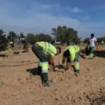 La rotonda de Las Tejeras se renueva para embellecer el entorno y mejorar su sostenibilidad La rotonda de Las Tejeras se renueva para embellecer el entorno y mejorar su sostenibilidad