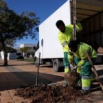 El Ayuntamiento de Cartagena cierra el año con más de 300 nuevos árboles plantados en todo el municipio