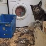 Policía Local de Cartagena rescata a un perro en situación de abandono