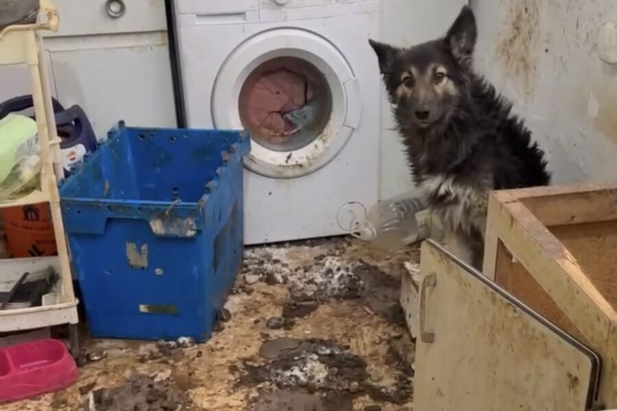 Policía Local de Cartagena rescata a un perro en situación de abandono