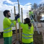 El Ayuntamiento de Cartagena inicia la campaña de plantación de arbolado con la previsión de 300 nuevos árboles