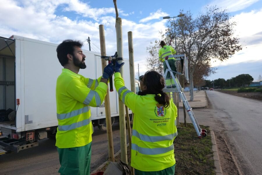 El Ayuntamiento de Cartagena inicia la campaña de plantación de arbolado con la previsión de 300 nuevos árboles
