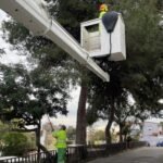 El Ayuntamiento de Cartagena retira los bolsones de procesionaria del pino en el arbolado urbano