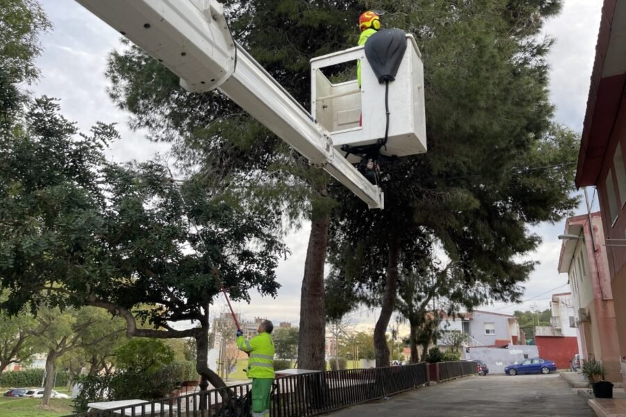 El Ayuntamiento de Cartagena retira los bolsones de procesionaria del pino en el arbolado urbano