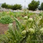 La Universidad Popular reinicia el trabajo en el huerto urbano de José María Lapuerta