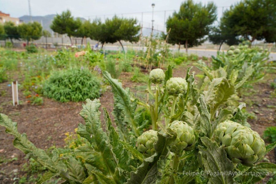 La Universidad Popular reinicia el trabajo en el huerto urbano de José María Lapuerta