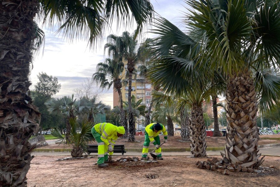 El Ayuntamiento de Cartagena renueva el Palmetum de Ronda de Ferrol para mejorar su conservación y valor paisajístico