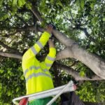 Comienza la campaña municipal de control biológico de plagas en Cartagena