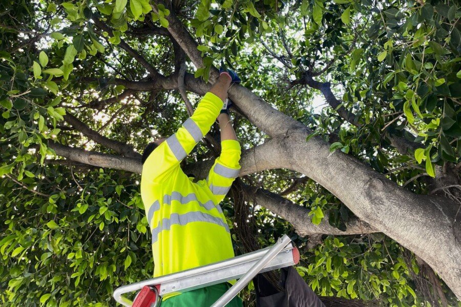 Comienza la campaña municipal de control biológico de plagas en Cartagena
