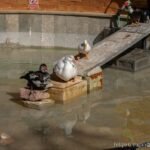 Los patos del Parque Torres vuelven a chapotear en su estanque