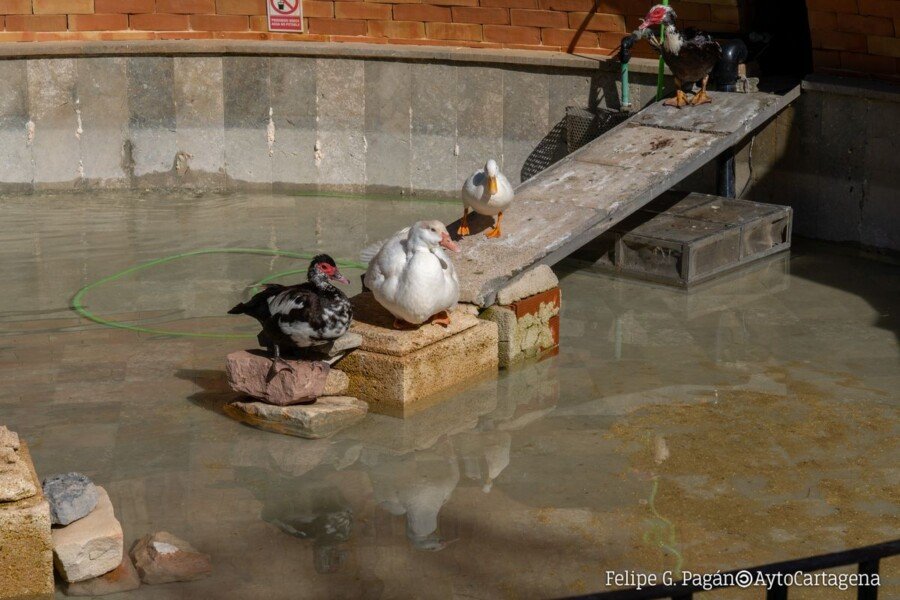 Los patos del Parque Torres vuelven a chapotear en su estanque