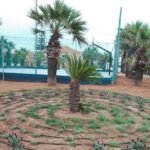 El Ayuntamiento de Cartagena transforma la Plaza Galeotas de Cabo de Palos con un rediseño paisajístico sostenible y flora autóctona