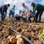 El Ayuntamiento defiende la patata temprana con apoyo a los productores, el impulso de la investigación y la promoción de su consumo