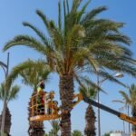 El Ayuntamiento refuerza el litoral oeste con la reposición de 50 palmeras en La Azohía e Isla Plana