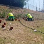 Cipreses, romero, hiedra y flor blanca darán un nuevo aspecto al talud de la barriada Virgen de la Caridad