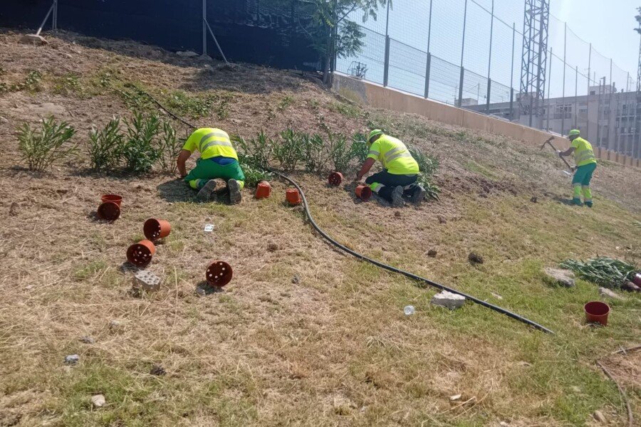 Cipreses, romero, hiedra y flor blanca darán un nuevo aspecto al talud de la barriada Virgen de la Caridad