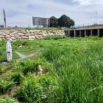 El Ayuntamiento de Cartagena refuerza los trabajos de control de plagas tras el incremento de insectos