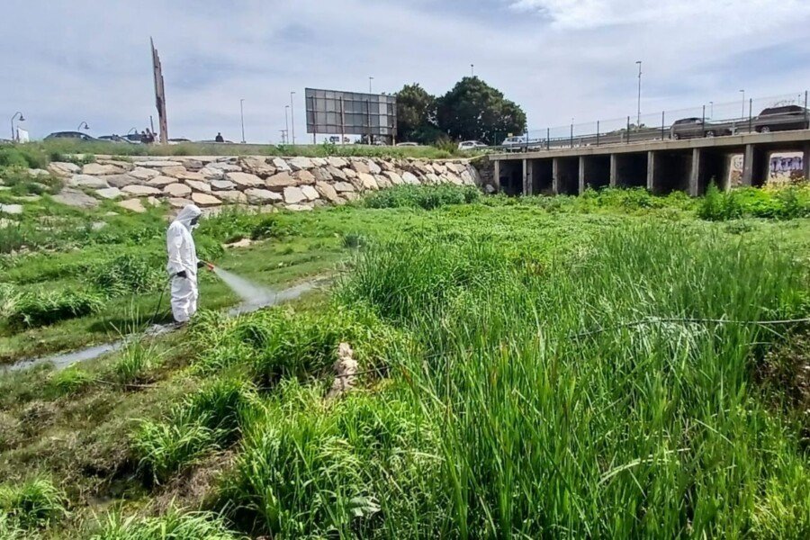 El Ayuntamiento de Cartagena refuerza los trabajos de control de plagas tras el incremento de insectos